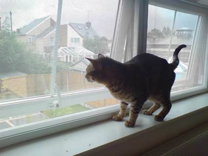 Na parapecie stoi kot, a okno jest wykonane z ocynkowanej moskitiery.