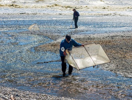 10meshx10mesh Alloy Whitebait Mesh Do naprawy sieci Whitebait lub produkcji ekranów