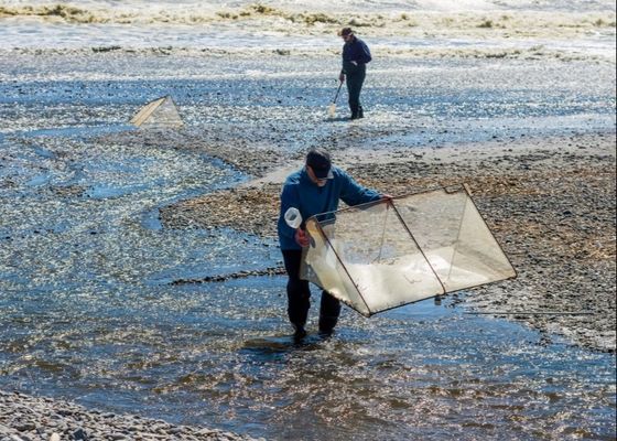 10meshx10mesh Alloy Whitebait Mesh Do naprawy sieci Whitebait lub produkcji ekranów
