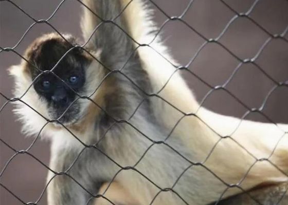 Ss 304 Ss 316 Siatka z liny stalowej ze stali nierdzewnej Siatka z liny zaciskanej ze stali nierdzewnej na sprzedaż